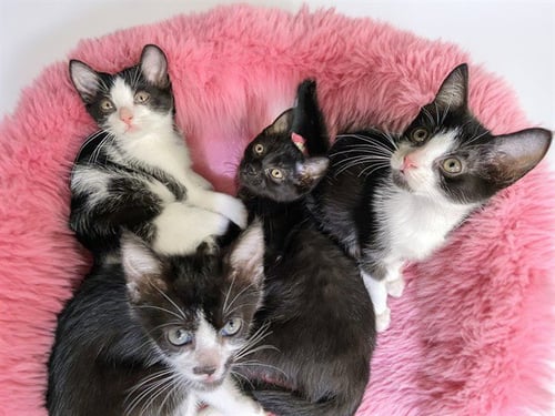 PETUNIA - Domestic Short Hair available for adoption
