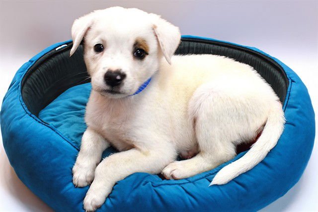 NICO - Labrador Retriever available for adoption