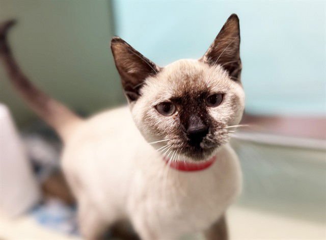 TURKEY - Siamese available for adoption