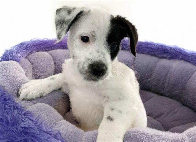 PASCAL - Labrador Retriever available for adoption