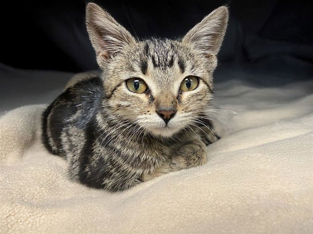 DAPHNEY - Domestic Short Hair available for adoption