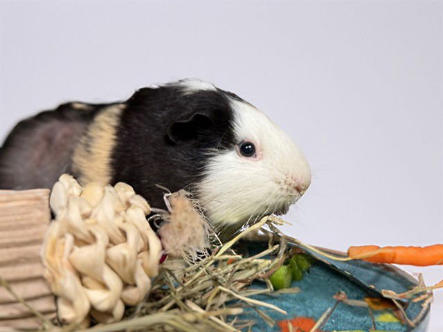 CUPCAKE - Guinea Pig available for adoption