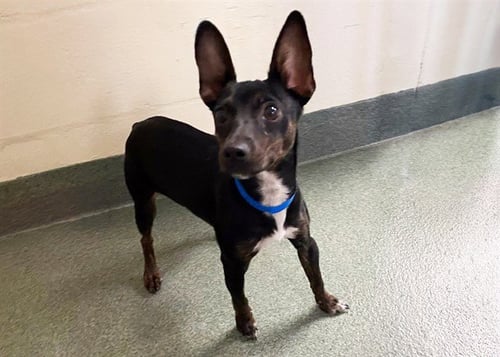 TITAN - Miniature Pinscher available for adoption