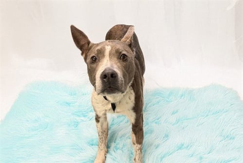 JUPITER - American Staffordshire Terrier / Australian Cattle Dog/Blue Heeler available for adoption