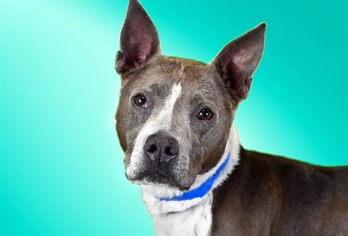 JUPITER - American Staffordshire Terrier / Australian Cattle Dog/Blue Heeler available for adoption