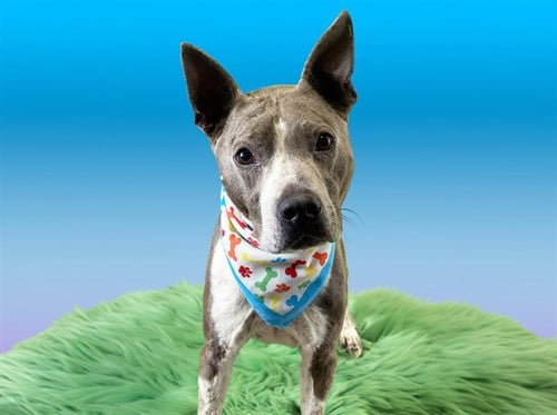 JUPITER - American Staffordshire Terrier / Australian Cattle Dog/Blue Heeler for adoption in Davie