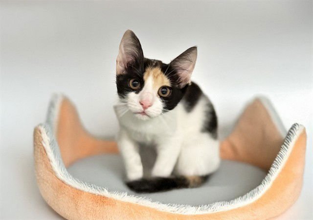 KALISI - Domestic Short Hair available for adoption