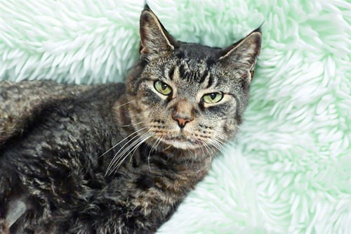 BRIGHT EYEZ - Domestic Short Hair available for adoption
