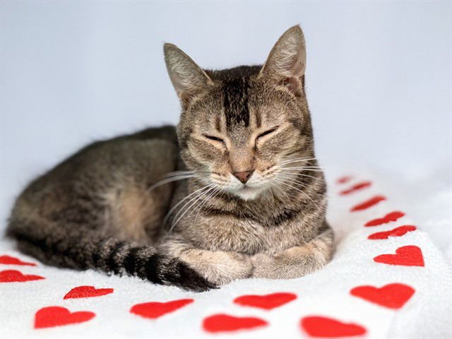 BESS - Abyssinian available for adoption