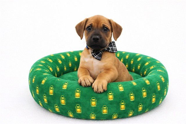 GREEN LANTERN - Boxer available for adoption