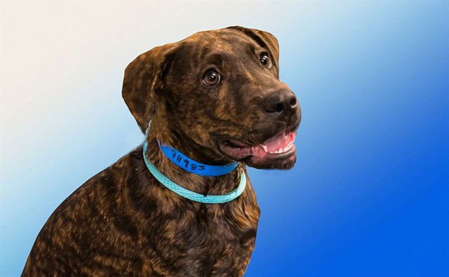 BUSTER - Pit Bull Terrier available for adoption