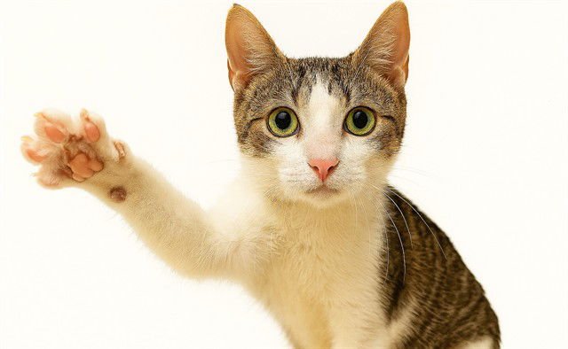 BINX - Domestic Short Hair available for adoption