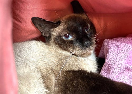 COCO - Siamese available for adoption