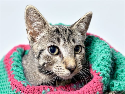 BOBBY - Domestic Short Hair available for adoption