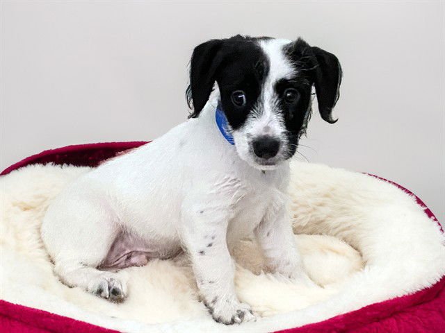 PEDRO - Labrador Retriever available for adoption