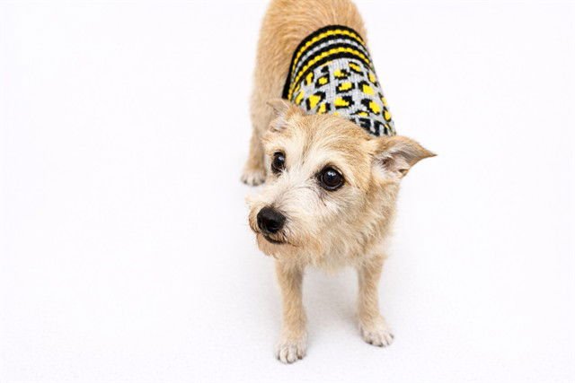 ELOY - Yorkshire Terrier Yorkie available for adoption