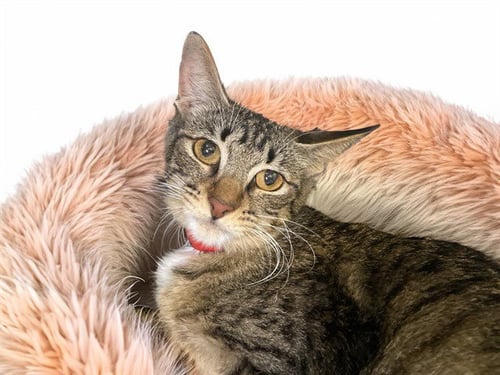 NIKKI - Domestic Short Hair available for adoption