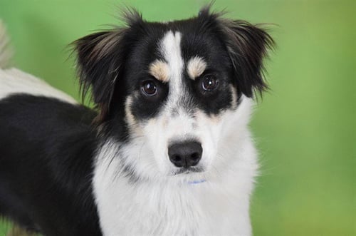 JACK - Australian Shepherd available for adoption