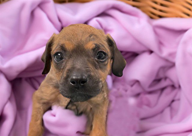 DIANA - American Staffordshire Terrier available for adoption