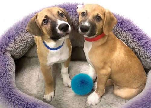 MILO - German Shepherd Dog available for adoption