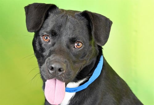WALTER - American Staffordshire Terrier available for adoption