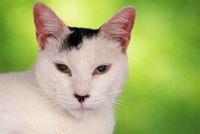 MALACHI - Domestic Short Hair available for adoption