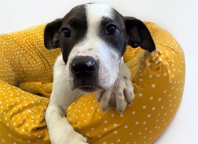 CASH - Labrador Retriever available for adoption