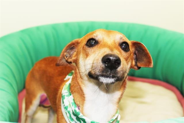 WINSTON - Dachshund available for adoption