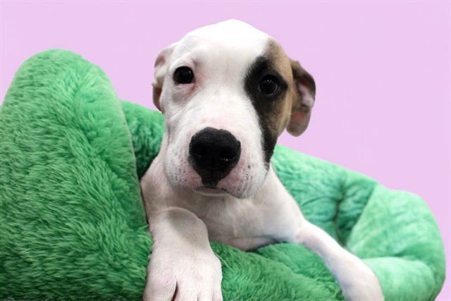 DIPSTICK - Boxer available for adoption