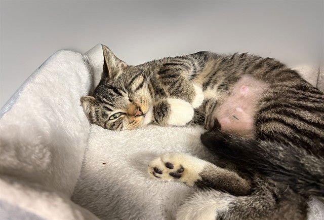 GABY - Domestic Short Hair available for adoption