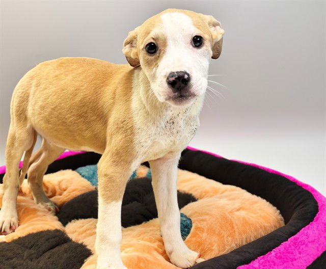 PINKY - Labrador Retriever available for adoption