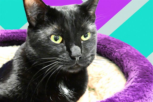 KALAH - Domestic Short Hair available for adoption