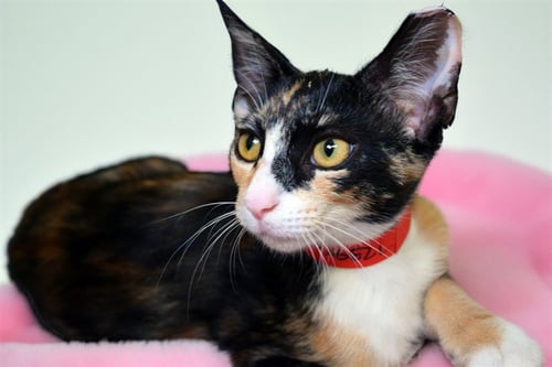 CAROLINE - Domestic Short Hair available for adoption