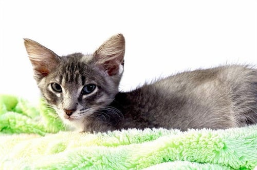PIKACHU - Domestic Short Hair for adoption in Hollywood