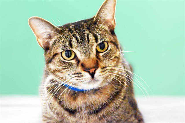 RUPERT Image
