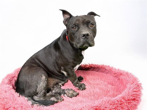 BERNADETTE - American Bulldog / Pit Bull Terrier available for adoption