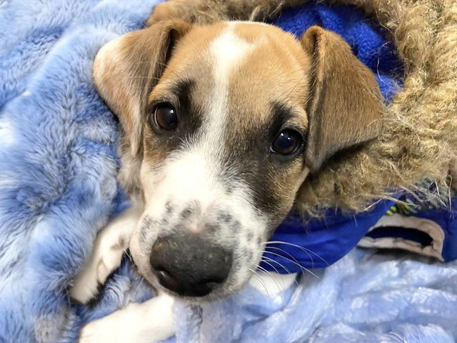 STITCH - Labrador Retriever available for adoption