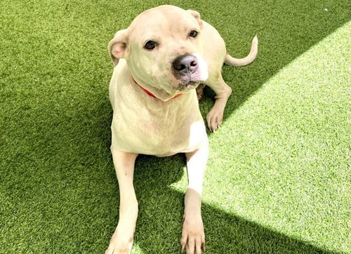 ANGEL - American Bulldog / Pit Bull Terrier available for adoption