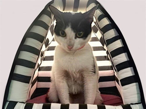 DOMINO - Domestic Short Hair available for adoption