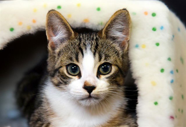 THEODORE - Domestic Short Hair available for adoption