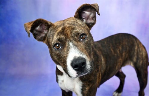 COCOA - American Staffordshire Terrier available for adoption