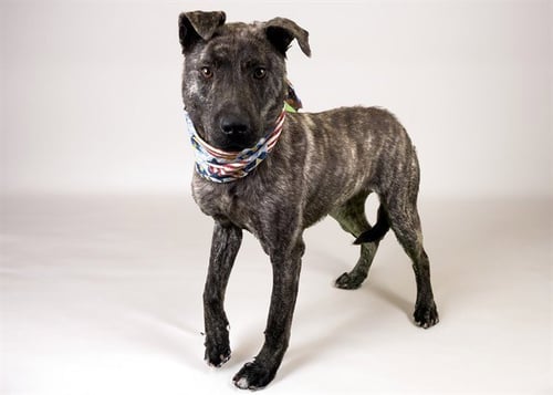 SOFIA - Labrador Retriever for adoption in Davie
