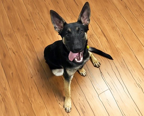SPICE - German Shepherd Dog / Belgian Shepherd Malinois available for adoption