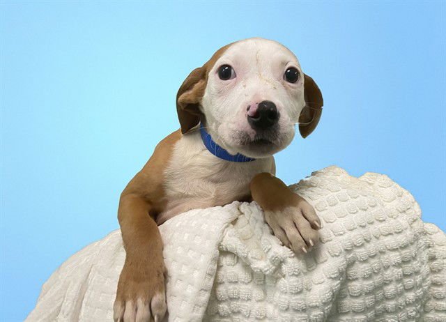 BORIS - Labrador Retriever available for adoption