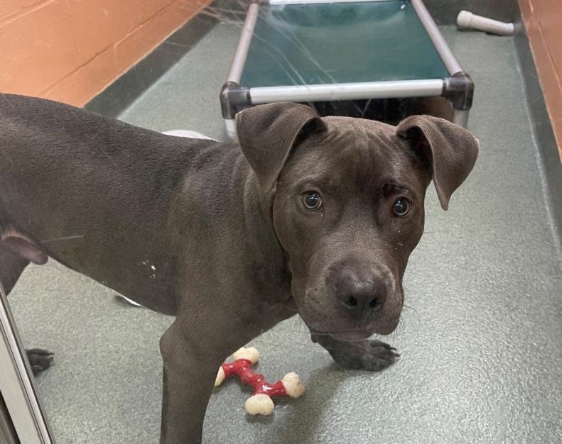 GREG - Pit Bull Terrier available for adoption