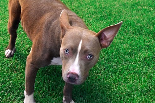 BOBBY - Pit Bull Terrier available for adoption