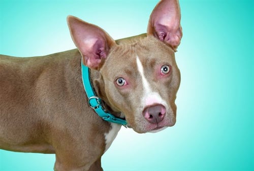 BOBBY - Pit Bull Terrier available for adoption