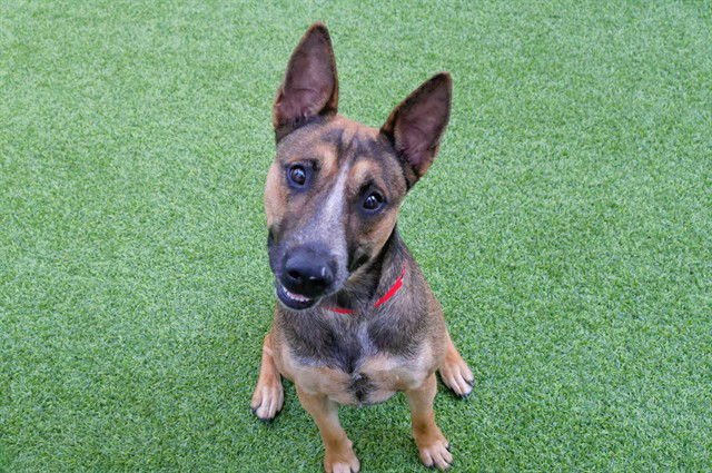 JANIE - Australian Cattle Dog/Blue Heeler available for adoption