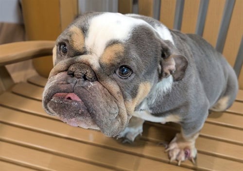 STRAY NOT AVAILABLE - English Bulldog available for adoption