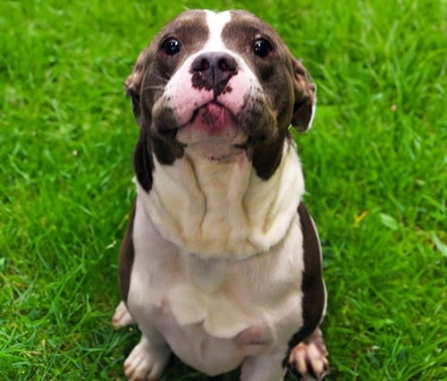BAJA BLAST - American Staffordshire Terrier available for adoption